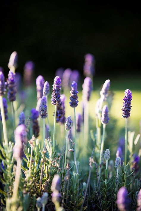 Planting winter flowers? Check out our list of beautiful flowers in season during the colder months in Australia. Lavender, fairy primrose and daphne are old favourites. For something different, try luculia and lily of the valley. Flowers In Season, Lavender Fairy, Australian Gardens, Winter In Australia, Winter Blooms, Plants Under Trees, Winter Wedding Bouquet, Australian Flowers, Front Garden Design