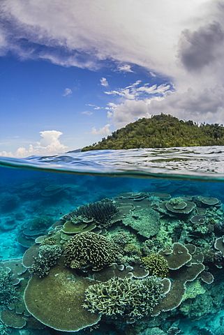 Half above and half below view of coral reef at Pulau Setaih Island, Natuna Archipelago, Indonesia, Southeast Asia, Asia Arm Ring Tattoo, Whale Eye, Above And Below Water, Coral Drawing, Sea Images, Arm Ring, Flight Travel, Water Surface, Vertical Images