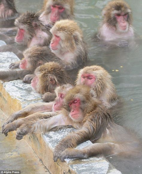 Snow Monkeys Japan, Snow Monkeys, Japanese Macaque, Snow Monkey, Mind Palace, Hakodate, Great Ape, Cute Monkey, Baboon