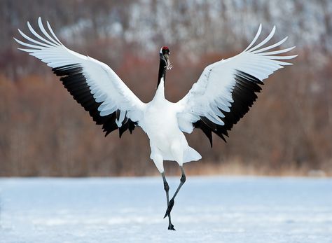 Red-Crowned Crane Bird Of Paradise Pose, Japanese Cranes, Red Crowned Crane, Black Bird Tattoo, Red Crown, Crane Bird, Bird Artwork, Foto Art, Big Bird