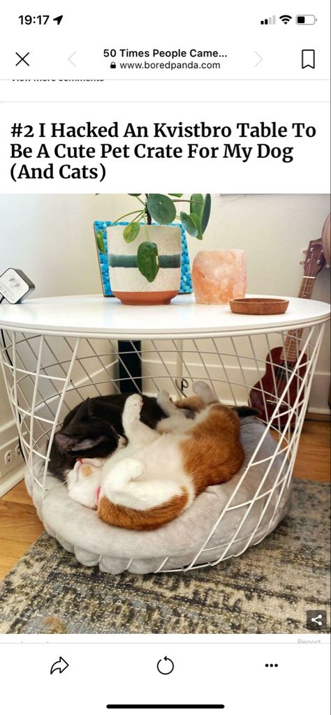 Coffee Table Ikea, Basket Coffee Table, Ikea Cat, Ikea Basket, Wire Cat, Kitty Ideas, Basket Table, Table Ikea, Pet Crate