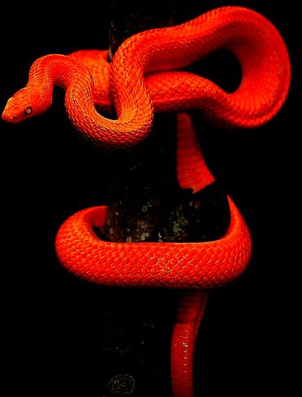 Red Serpent, Indian Emblem Wallpaper, Red Snakes, Snake Breeds, Snake Zodiac, Red And Black Snake, Snake Images, S8 Wallpaper, Cool Snakes