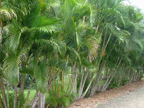 Palm Trees Garden, Florida Trees, Palm Trees Landscaping, Modern Gardens, Bamboo Palm, Florida Landscaping, Palm Garden, Tropical Gardens, Landscaping Garden