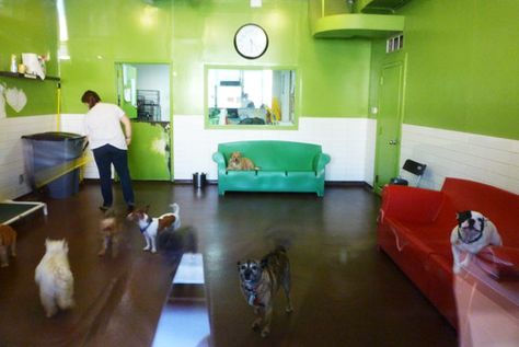 Eva's Play Pups - Henry's Doggie Day Care Indoor Dog Daycare Ideas, Dog Day Care Interior Design, Day Care Ideas, Doggy Day Care Ideas, Dog Daycare Layout, Dog Daycare Design Pet Resort, Dog Daycare Design, Doggie Day Care, Indoor Dog Park