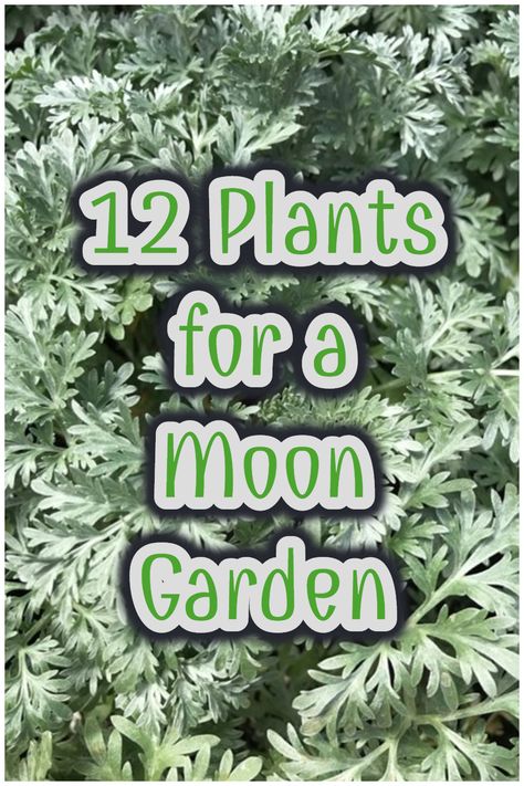 Silver Plants, White Flowers Garden, White Flowering Plants, Witchy Garden, Night Blooming Flowers, Goth Garden, Gothic Garden, Witch Garden, Moon Garden