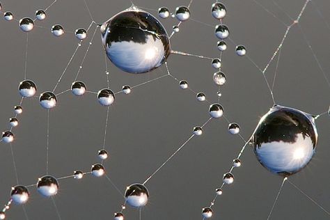 spider web water droplets Spider Identification, Spider Silk, Sunrise Photos, Safe Drinking Water, B 17, Dew Drops, Water Droplets, Patterns In Nature, Rain Drops