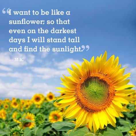 "I want to be like a sunflower; so that even on the darkest days I will stand tall and find the sunlight. -M.K. Declutter Quotes, Encouraging Quotes For Women, Shine Quotes, Be A Sunflower, Sunflower Quotes, Famous Quotes About Life, Life Sayings, Morning Love Quotes, Night Greetings