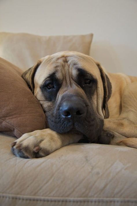 English Mastiff Puppy, Mastiff Aesthetic, Old English Mastiffs, Tattoos Dog, Bull Mastiff Puppies, English Mastiff Dog, Mastiff Dog Breeds, Big Dogs Breeds, Biggest Dog In The World