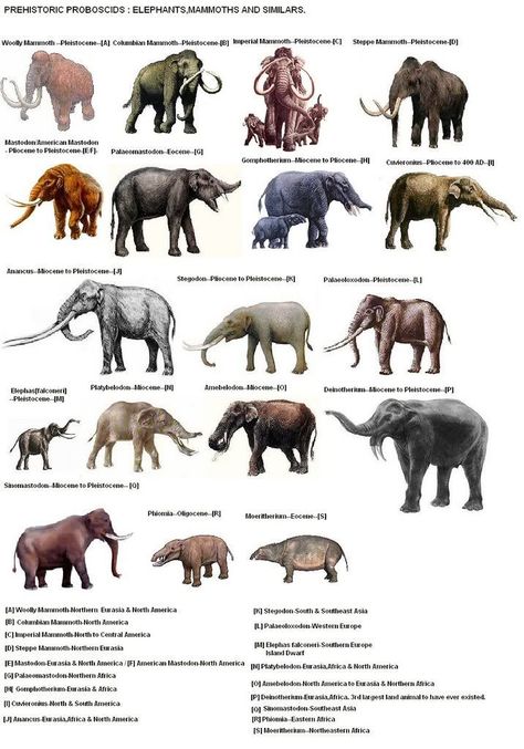 Prehistoric Proboscids: Elephants, Mammoths, and Similars (716×1024) Extinct Mammals, Prehistoric Mammals, Prehistoric Wildlife, Prehistoric World, Ancient Animals, Paleo Art, Extinct Animals, Elephant Family, Dinosaur Fossils