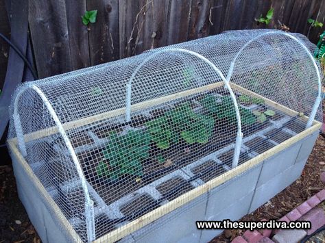 How to Build A Raised Bed Garden Out Of Cinder Blocks Cinderblock Planter, Beds Diy, Raised Bed Garden Design, Cinder Block Garden, Raised Bed Garden, Vegetable Beds Raised, Cinder Blocks, Vegetable Garden Raised Beds, Building A Raised Garden