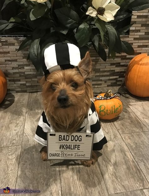 Ann: This is our 11 year old hormone Bullet wearing a prisoner outfit from Petco. We treat Bullet as if he is our child and after looking online and searching many... Dog Prisoner Costume, Prisoner Costume Halloween, Prisoner Outfit, Prison Outfit, Prisoner Costume, Costume Works, Pet Stores, Dog Costumes, Dog Costume