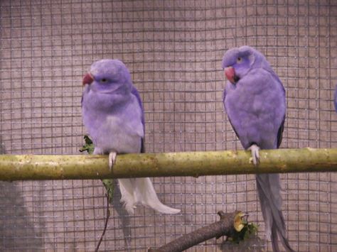 Violet Indian Ringnecks Quaker Parrot, Purple Birds, Monk Parakeet, Conure Parrots, Purple Bird, Crazy Bird, Funny Birds, Pet Bird, Exotic Birds