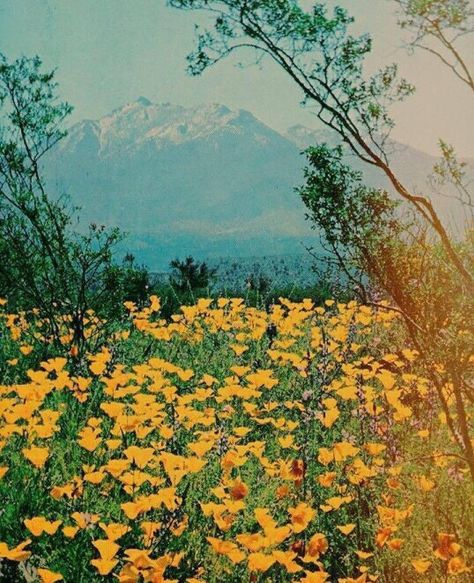 70s Nature, Science And Nature Books, Hippie Aesthetic, Bedroom Wall Collage, The Paradise, Vintage Landscape, Yellow Aesthetic, Painting Photos, Aesthetic Vintage