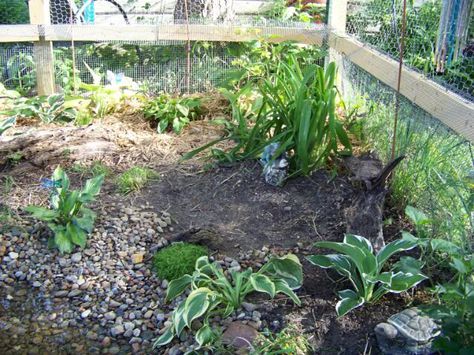 Sulcata Enclosure, Tortoise Habitat Outdoor, Outdoor Tortoise Enclosure, Tortoise Cage, Russian Tortoise Diet, Red Footed Tortoise, Longleaf Pine, Tortoise House, Tortoise Enclosure