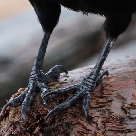 Bird Talons Reference, Bird Feet Reference, Raven Anatomy, Talons Bird, Crow Anatomy, Bird Talons, Raven In Flight, Crow Photography, Scary Birds