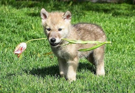 Wolf Poses, Baby Wolves, Wolf Conservation Center, Baby Wolf, Wolf Pup, Puppy Art, Wolf Spirit Animal, Wolf Love, Beautiful Wolves