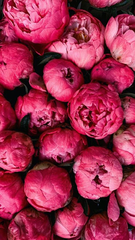 Ranunculus Flowers, Beautiful Wallpapers For Iphone, Flower Art Drawing, Everyday Art, Raspberry Color, Flower Therapy, Beautiful Bouquet Of Flowers, Rose Wallpaper, Aesthetic Colors