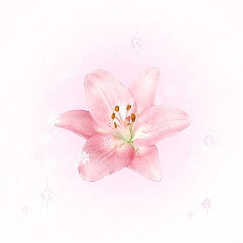 Pink Lily Wallpaper, Lily Wallpaper, Water Nymphs, Flower Icons, Light Pink Flowers, Iphone App Design, Flower Therapy, Little Flowers, Pink Lily