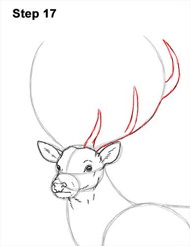 Draw a Red Deer Buck 17 How To Draw A Buck Deer, Buck Drawing Easy, Deer Video, Deer Drawing Easy, Draw A Deer, Deer Outline, Drawing Deer, Easy Christmas Drawings, Animal Paintings Acrylic