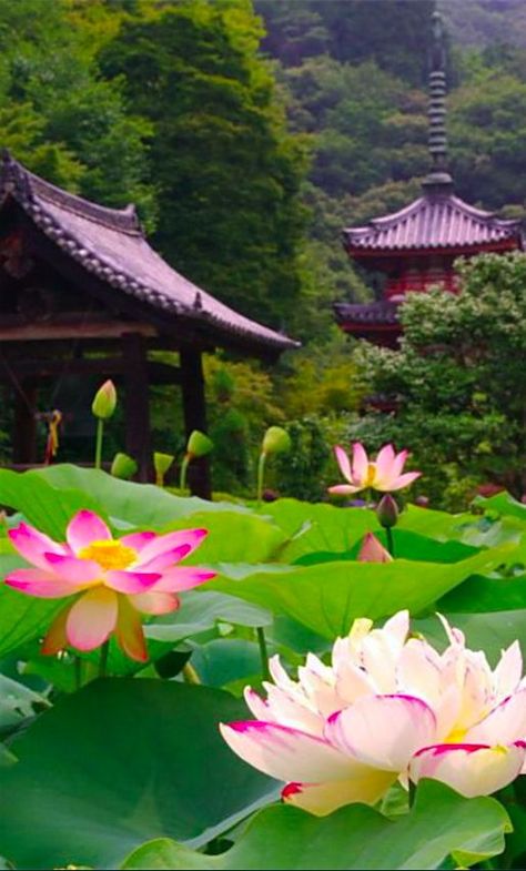 Lotus flowers at Mimuroto-ji Temple in Kyoto, Japan • photo: via Abdoulhamide… Zen Yoga, Belle Nature, Lotus Flowers, Kyoto Japan, Alam Yang Indah, Fotografi Potret, Nature Beautiful, Water Lilies, Japanese Garden