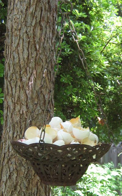 Backyard Birds Watching, Source Of Calcium, Backyard Birds Feeders, Backyard Birds Sanctuary, Bird Suet, Bird Seed Ornaments, Bird Feeding Station, Homemade Bird Feeders, Bourbon Chicken