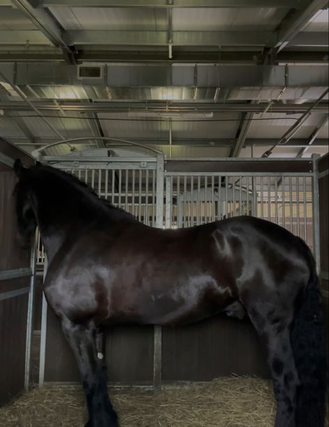 Dark Brown Horse Aesthetic, Black Horses Aesthetic, Dark Brown Horse, Western Life, Horse Aesthetic, Horse Tips, Equestrian Lifestyle, Friesian Horse, Brown Horse