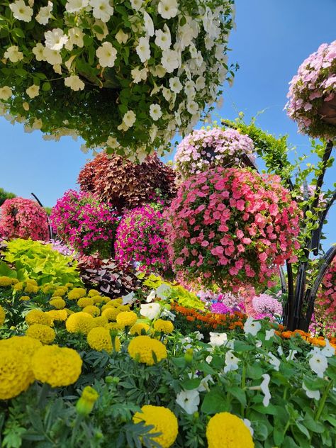 #DubaiMiracleGarden #garden #Dubai #flowers #travel #color Dubai Garden, Miracle Garden, Dubai, Flowers, Travel, Color