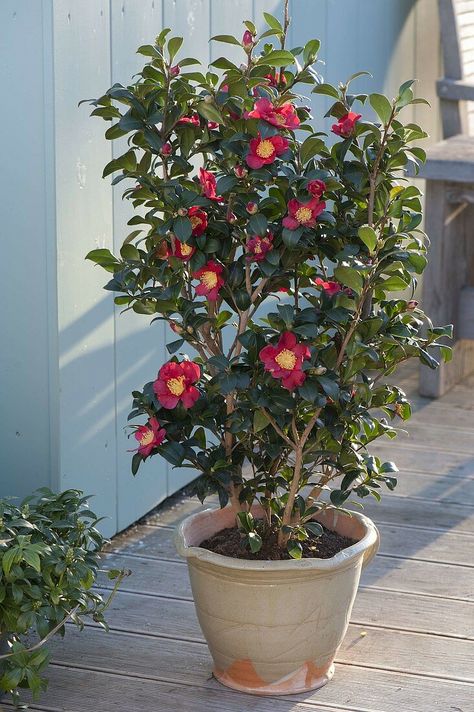 Camellia sasanqua 'Yuletide' (camellia) Camelia Sasanqua, Sasanqua Camellia, Yuletide Camellia, Camellia Garden, Camellia Tree, Camellia Sasanqua, Camellia Japonica, Interior Design Images, Plant Ideas