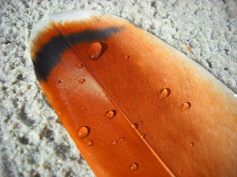 Red-Tailed Hawk Feather Message: Visionary, leadership & responsibility,  connecting with your soul's purpose, adjusting to higher frequencies, powerful speech, wisdom, keen perception. Red Tail Hawk Feathers, Pale Male, Hawk Feather, Red Tail Hawk, Feather Signs, Hawk Feathers, Native American Quotes, Red Tailed Hawk, Tail Feathers