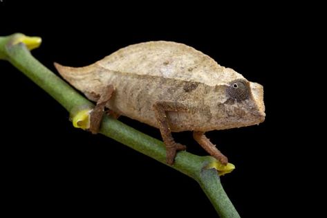 Pygmy Chameleon, Types Of Chameleons, Chameleon Care, Chameleons, Reptiles Pet, Reptiles And Amphibians, Amphibians, Reptiles, Habitat