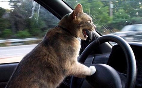 Hey...get outta the way! Crazy driver! We never really know who is driving other vehicles.  Being aware of our surroundings while driving helps prevent accidents. Pet Peeves, 웃긴 사진, Crazy Cat Lady, Animal Memes, Cat Photo, The Window, Crazy Cats, Cat Pics, Cat Memes