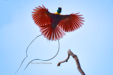 Red Bird Of Paradise | Male Red bird of paradise taking off … | Flickr Birds Of Paradise Birds, Red Bird Of Paradise, Brick Garden Edging, West Papua, Brick Garden, Muscle Stimulator, Red Bird, Garden Edging, Bird Of Paradise