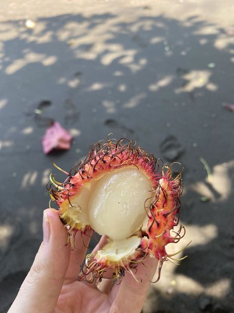 Rambutan fruit, costa rica, tropical fruit, beach, Jaco, Playa hermose, hairy fruit, sweet fruit, cool fruit, type of fruit Rambutan Fruit, Soul Food Dinner, Sweet Fruit, Types Of Fruit, Costa Rica Travel, Island Vibes, Money And Happiness, Jaco, Tropical Fruit