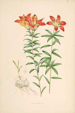 Lilium philadelphicum Wood Lily Carolina Lily, Trumpet Lily, Watercolor Kit, Vintage Botanical Prints, Family Illustration, Botanical Drawings, Old Book, Vintage Botanical, Lily Flower