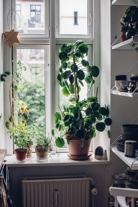 Home Tour with Stine Marie Rosenborg in Copenhagen - Our Food Stories Window Decoration Inspiration, Kitchen Windowsill Decor, Plants Window, Plant Inspiration, Home Plants, Chinese Money Plant, Food Stories, Interior Plants, Plant Aesthetic