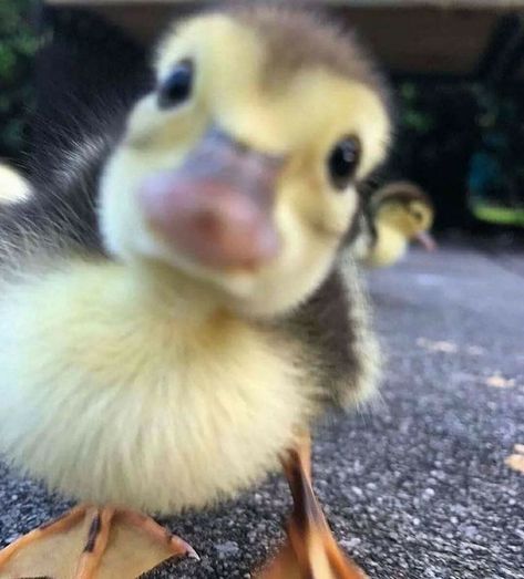 Burung Kakatua, Cele Mai Drăguțe Animale, Desen Realist, Cute Ducklings, Baby Duck, Cute Small Animals, Funny Animal Photos, Baby Animals Pictures, Animale Rare