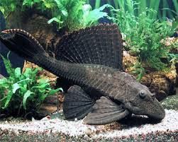 Excellent Freshwater Algae Eaters in Aquariums: Salfin Pleco Pleco Fish, Oscar Fish, Fish Tank Themes, Freshwater Aquarium Fish, Beautiful Fish, Freshwater Aquarium, Red Fish, Planted Aquarium, Freshwater Fish