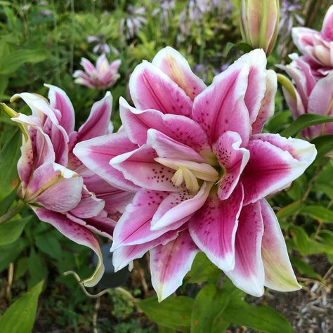 Robbie Kelso on Instagram: “A few oriental and orienpet lilies from a week ago that I forgot to post. #orientallily #orientallilies #orienpet #orienpetlily #treelily…” Orienpet Lilies, Tree Lily, I Forgot, Instagram A, Lily, Plants, Flowers, Green, On Instagram