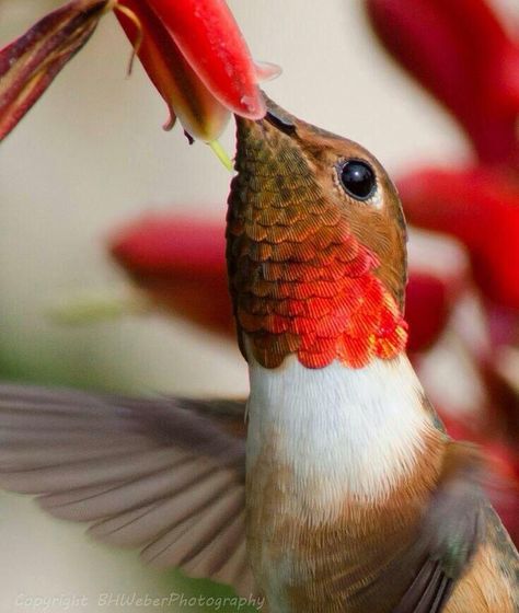 Hungry hummingbird Hummingbird Garden, Kinds Of Birds, All Birds, Wild Things, Pretty Birds, Bird Photo, Colorful Birds, Little Birds, Back To Nature