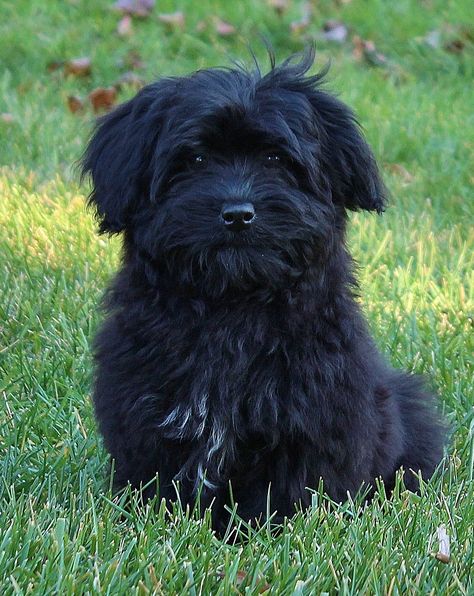 this is the sweetest breed ever.... This looks so much like my roscoe! Havanese Grooming, Havanese Puppies, Havanese Dogs, Lion Dog, Puppy Care, Puppies Funny, Dog Drawing, Black Dog, Little Dogs