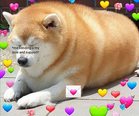 Dog Love Reaction Pic, Corgi Jokes, Corgi Reaction Pic, Thinking About U, Weird Memes, Wholesome Stuff, Cute Relationship Quotes, I Got U, Crazy Corgi