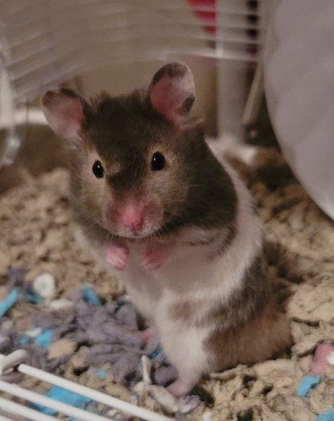 Brown Syrian Hamster, Hamster Pics, Dream Pet, Syrian Hamster, Hamster Cage, Cute Hamsters, Dark Eyes, Hamsters