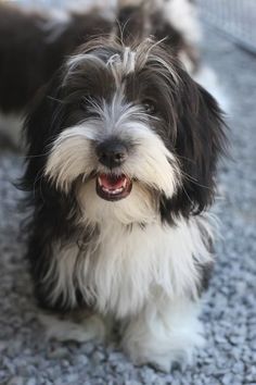 Havanese Black And White, Havanese Dogs Black And White, Black And White Havanese, Black Havanese Dogs, Havanese Full Grown, Havanese Grooming, Havanese Puppies For Sale, Perro Shih Tzu, Havanese Puppy