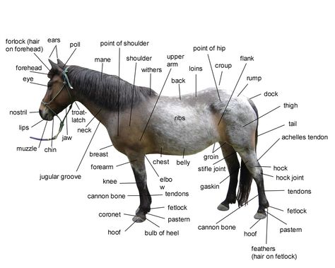 Information on Horses: Fun Facts, How To's & All About 'Em Vet Physiotherapy, Horse Body Parts, Parts Of A Horse, Leg Drawing, Equine Massage, Horse Lessons, Horse Cartoon, Horse Story, Horse Facts