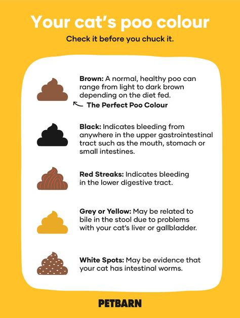 Feline Nutrition, Black Color Meaning, Internal Health, Soft Stool, Owning A Cat, Color Meanings, Brown Cat, Colour Chart, Yellow Cat