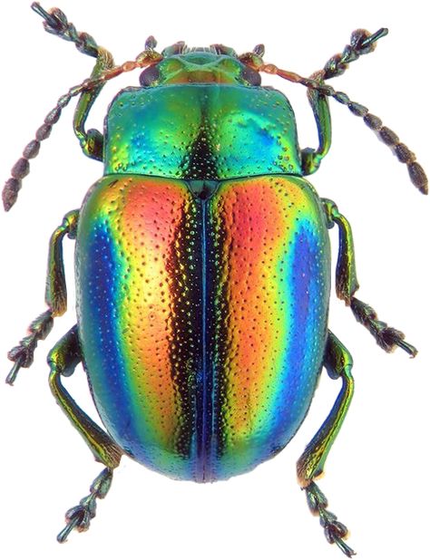 #beetle #rainbow #bug #insect #interesting #freetoedit #scbeetles #beetles Leaf Beetle, Beetle Art, Cool Insects, Beetle Insect, Cool Bugs, Beetle Bug, Beautiful Bugs, Creepy Crawlies, Insect Art