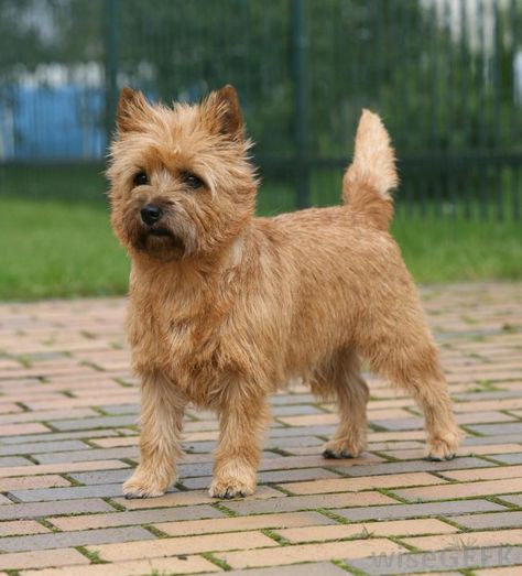 What is a Cairn Terrier? (with pictures) Best Hypoallergenic Dogs, Cairn Terrier Puppies, Australian Silky Terrier, Dog Breeds List, Skye Terrier, Norwich Terrier, Silky Terrier, Hypoallergenic Dogs, Terrier Breeds