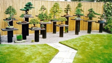 Bonsai Garden Ideas, Bonsai Nursery, Bonsai Tree Types, Bonsai Tree Care, Zen Garden Design, Garden Stand, Bonsai Art, Bonsai Plants, Bonsai Trees