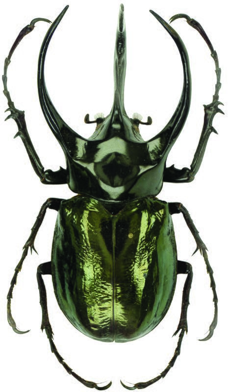 Types Of Beetles, Green Beetle, Beetle Art, Cool Insects, Beetle Insect, Insect Collection, Cool Bugs, Bug Art, Beetle Bug