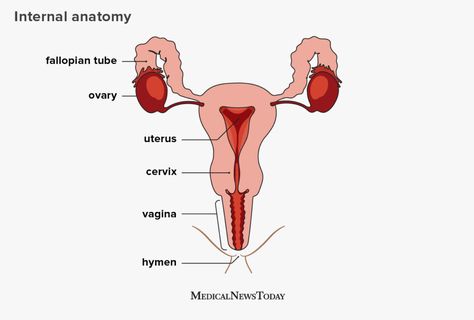 Female reproductive organ anatomy, parts, and function Human Brain Drawing, Female Reproductive Anatomy, Organ Anatomy, The Female Reproductive System, Anatomy Education, Cervical Mucus, Clever Captions For Instagram, Female Reproductive System, Medical School Inspiration